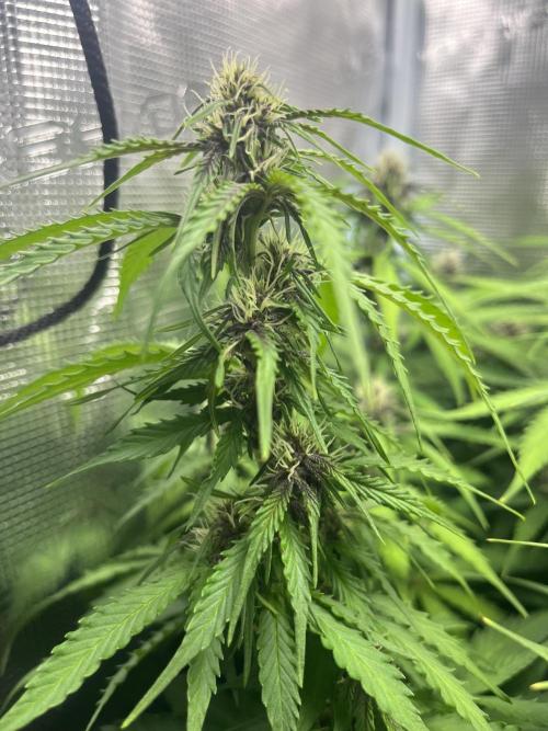 Auto Sweet Bourbon Kush - Bella & Gigi. Week 8