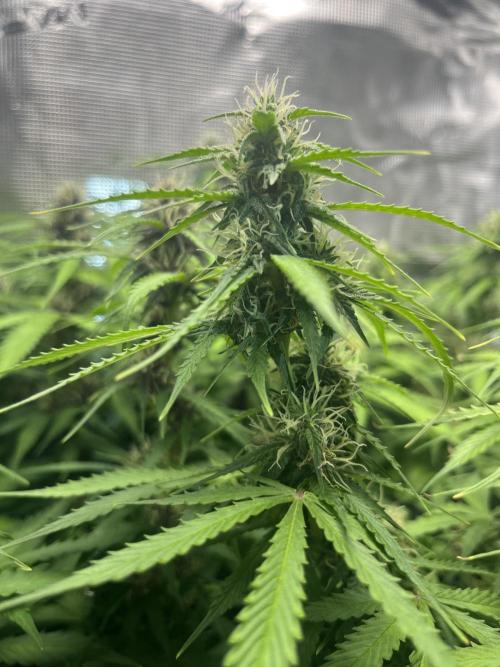 Auto Sweet Bourbon Kush - Bella & Gigi. Week 8