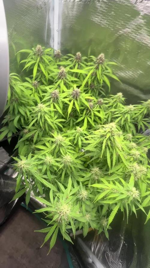 Auto Sweet Bourbon Kush - Bella & Gigi