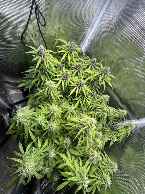 Auto Sweet Bourbon Kush - Bella & Gigi. Week 9
