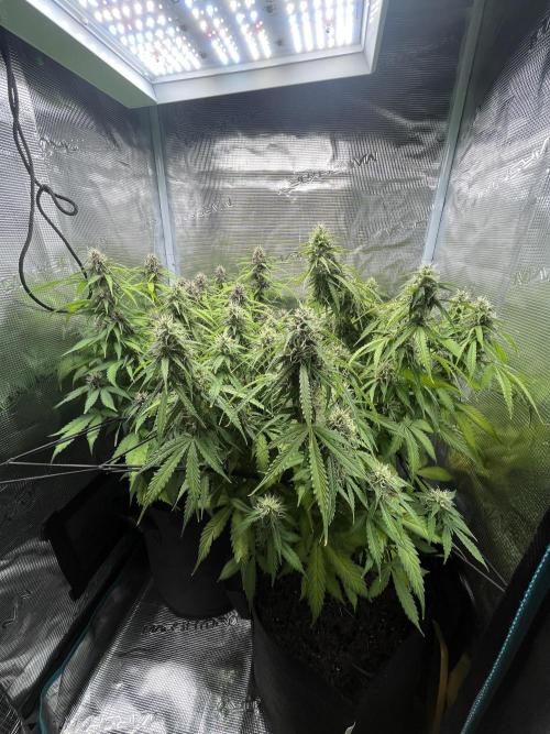 Auto Sweet Bourbon Kush - Bella & Gigi. Week 9