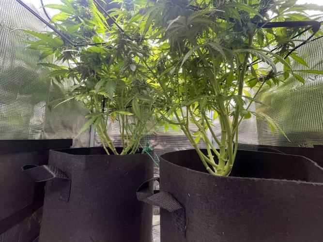 Auto Sweet Bourbon Kush - Bella & Gigi. Week 9