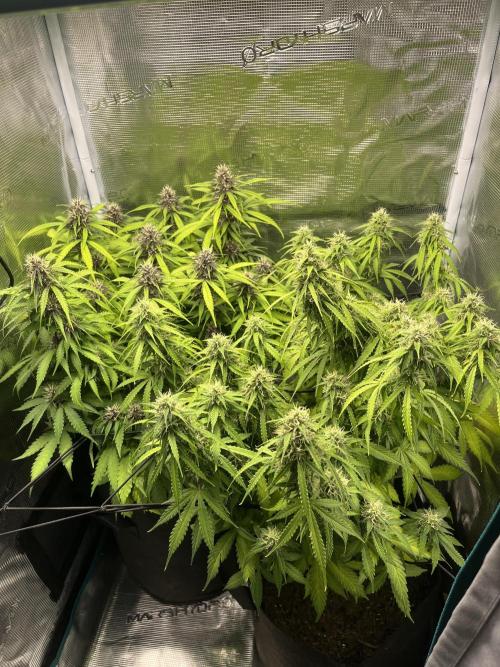 Auto Sweet Bourbon Kush - Bella & Gigi. Week 9