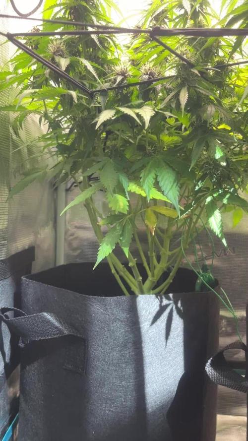 Auto Sweet Bourbon Kush - Bella & Gigi