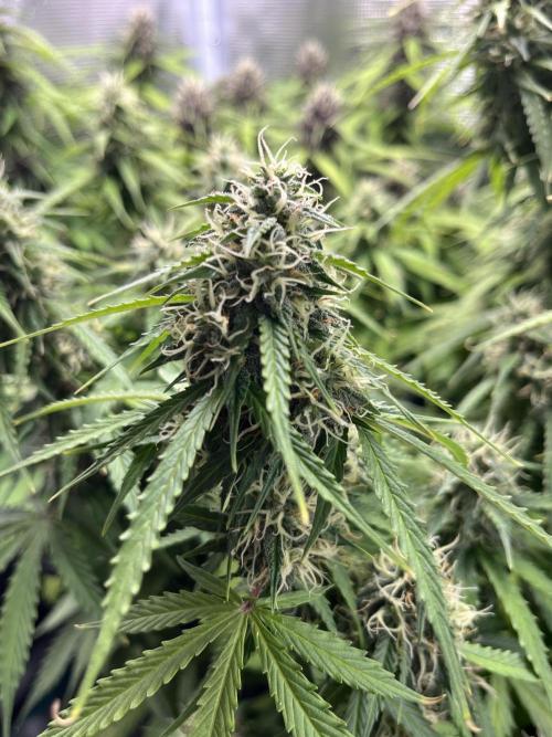 Auto Sweet Bourbon Kush - Bella & Gigi. Week 9
