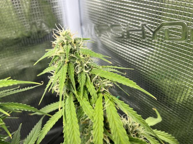 Auto Sweet Bourbon Kush - Bella & Gigi. Week 9