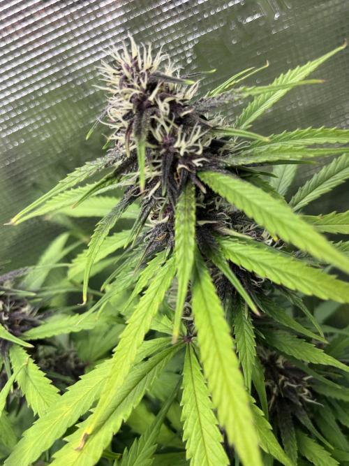 Auto Sweet Bourbon Kush - Bella & Gigi. Week 9