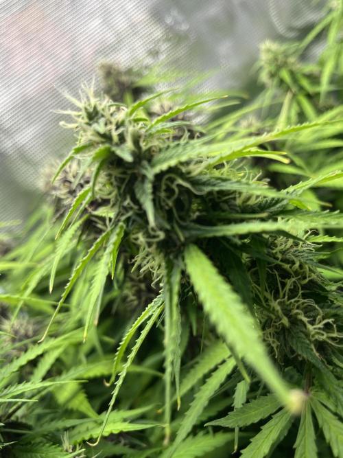 Auto Sweet Bourbon Kush - Bella & Gigi. Week 9