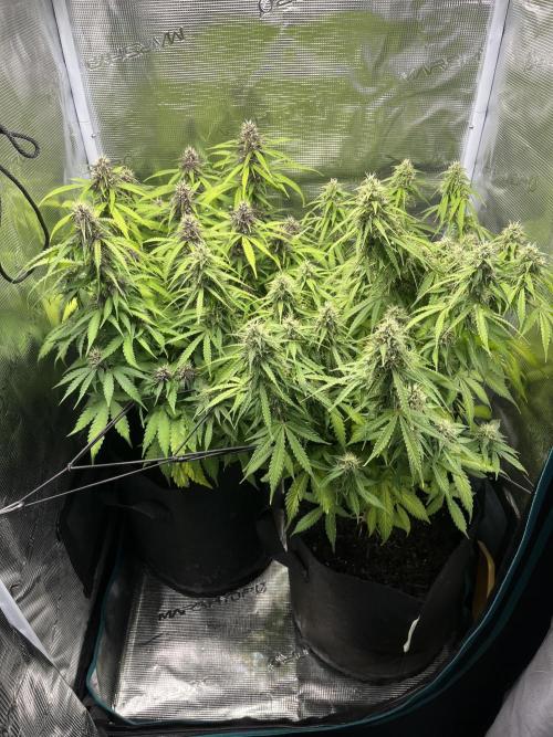 Auto Sweet Bourbon Kush - Bella & Gigi. Week 9