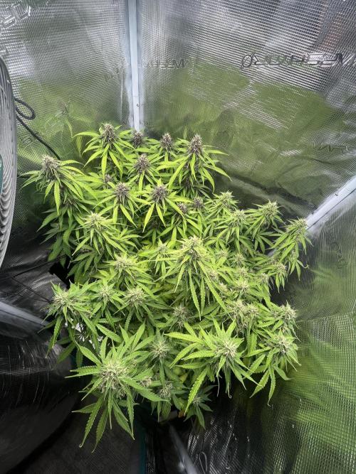 Auto Sweet Bourbon Kush - Bella & Gigi. Week 9