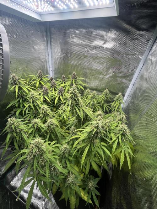 Auto Sweet Bourbon Kush - Bella & Gigi. Week 9