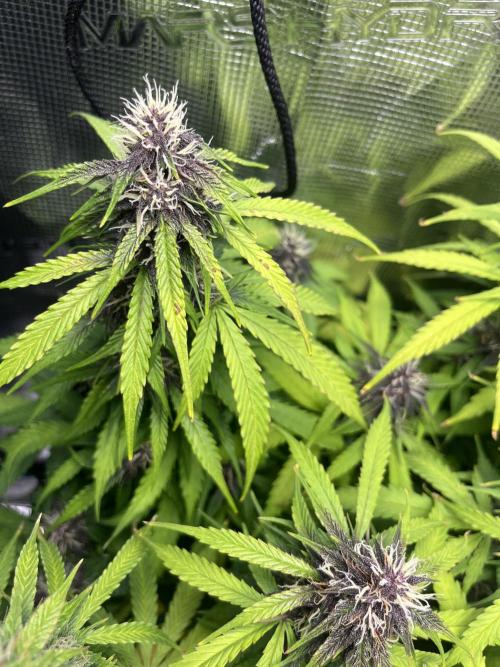 Auto Sweet Bourbon Kush - Bella & Gigi. Week 9
