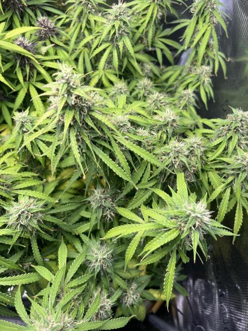 Auto Sweet Bourbon Kush - Bella & Gigi. Week 9