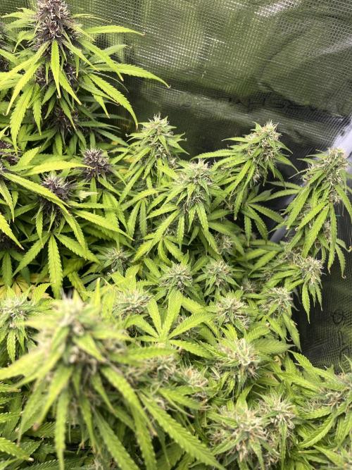 Auto Sweet Bourbon Kush - Bella & Gigi. Week 9