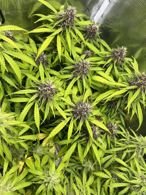 Auto Sweet Bourbon Kush - Bella & Gigi. Week 9