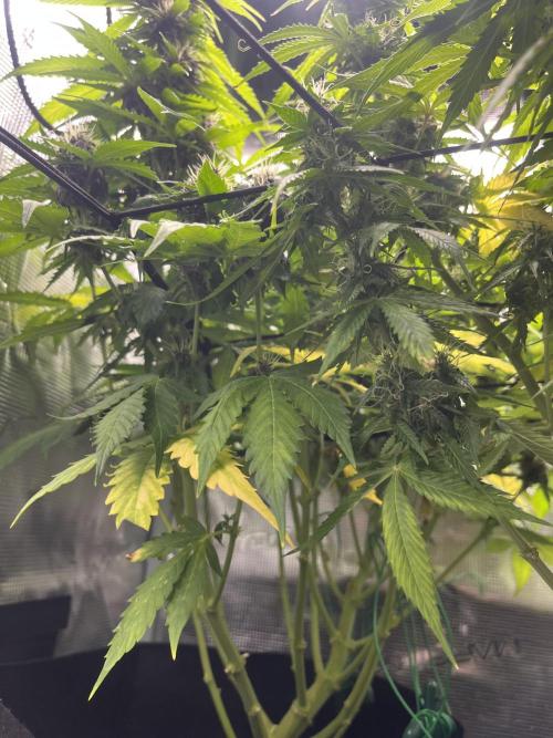 Auto Sweet Bourbon Kush - Bella & Gigi. Week 9