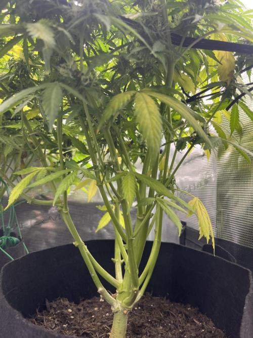 Auto Sweet Bourbon Kush - Bella & Gigi. Week 9