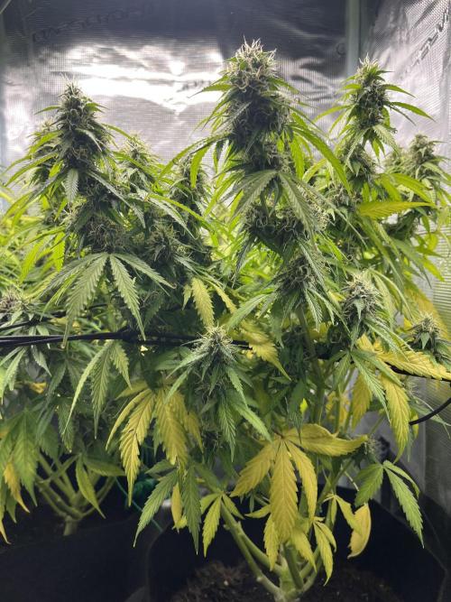 Auto Sweet Bourbon Kush - Bella & Gigi. Week 9