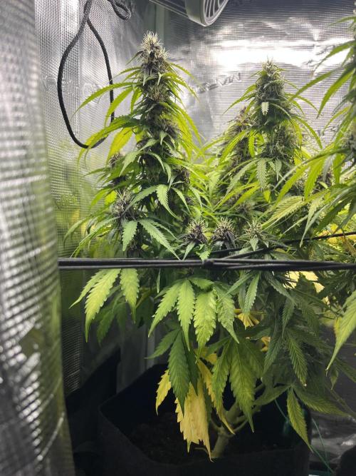 Auto Sweet Bourbon Kush - Bella & Gigi. Week 9