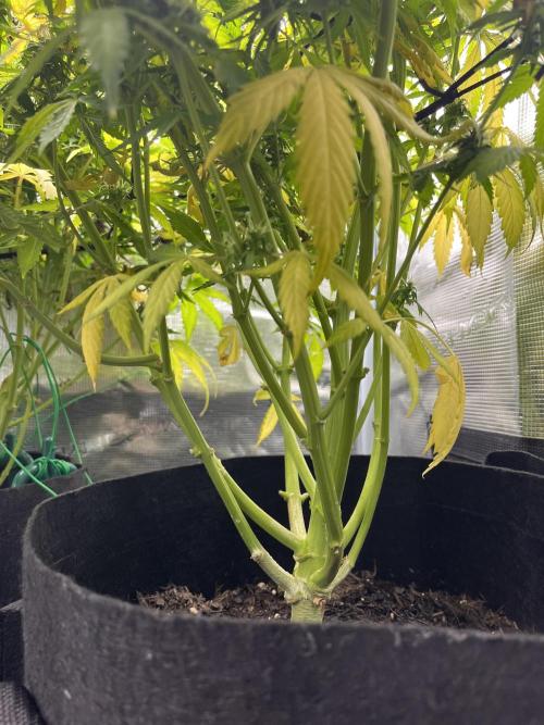 Auto Sweet Bourbon Kush - Bella & Gigi. Week 9