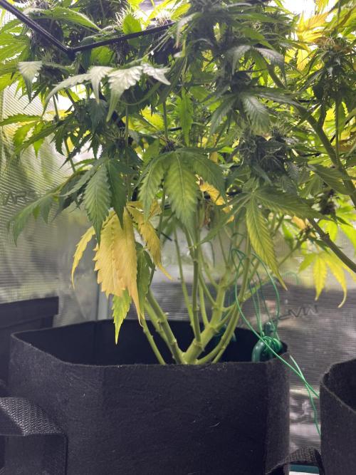 Auto Sweet Bourbon Kush - Bella & Gigi. Week 9