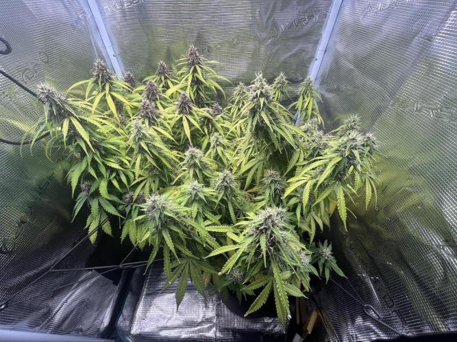 Auto Sweet Bourbon Kush - Bella & Gigi. Week 9