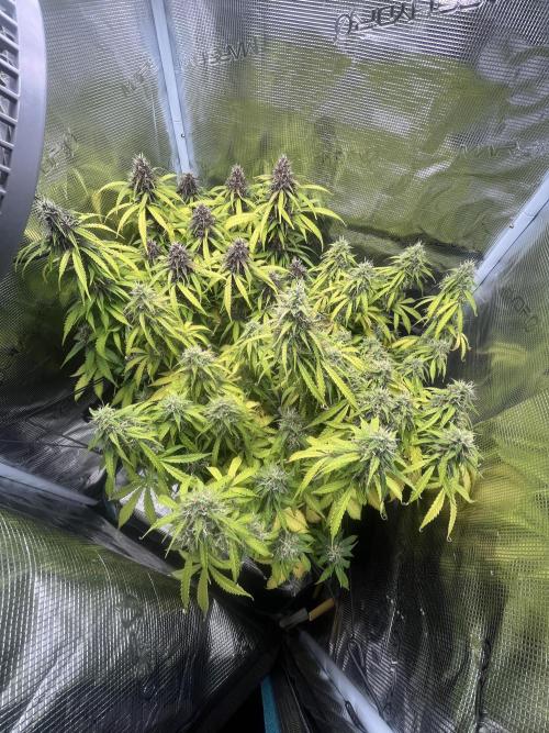 Auto Sweet Bourbon Kush - Bella & Gigi. Week 10