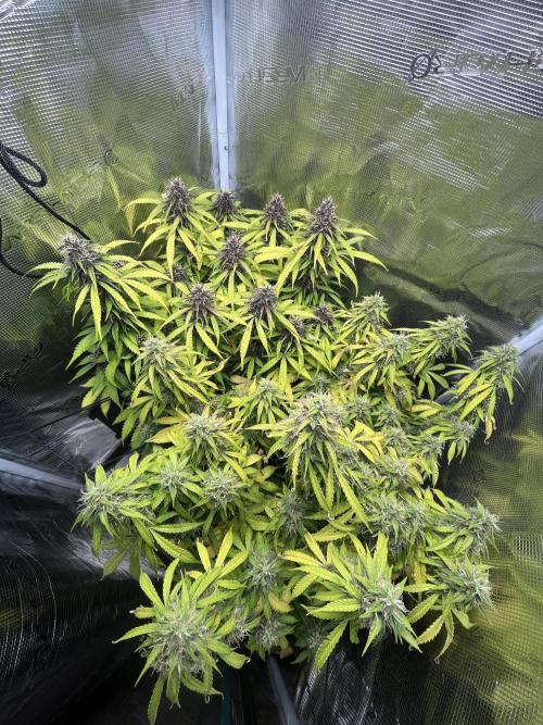 Auto Sweet Bourbon Kush - Bella & Gigi. Week 10
