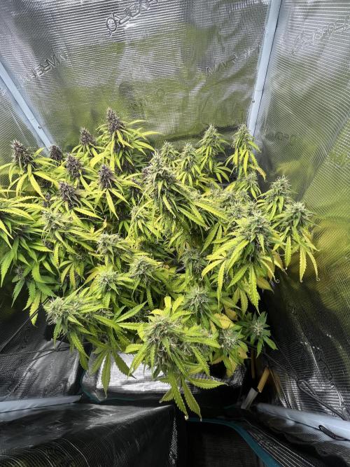 Auto Sweet Bourbon Kush - Bella & Gigi. Week 10