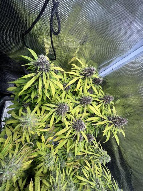 Auto Sweet Bourbon Kush - Bella & Gigi. Week 10