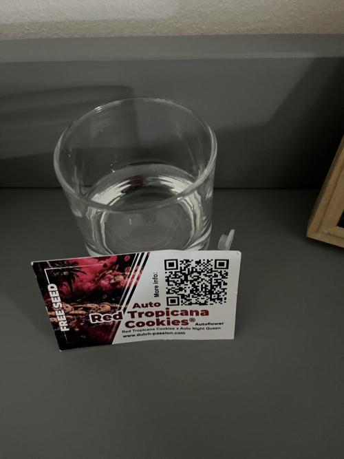 Emily R. - Auto Red Tropicana Cookies. Week 0 - Getting ready !