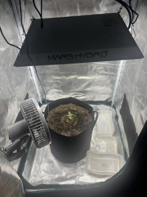Emily R. - Auto Red Tropicana Cookies. Week 2