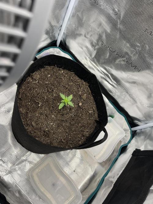 Emily R. - Auto Red Tropicana Cookies. Week 2