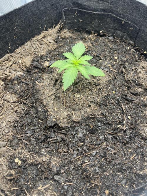 Emily R. - Auto Red Tropicana Cookies. Week 2