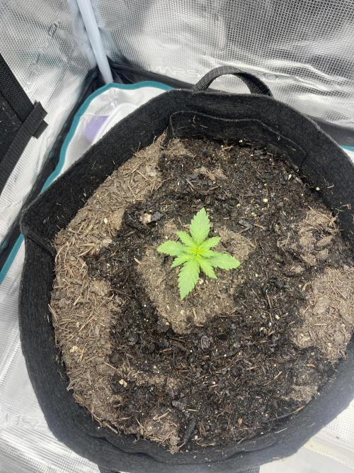 Auto Red Tropicana Cookies. Week 2