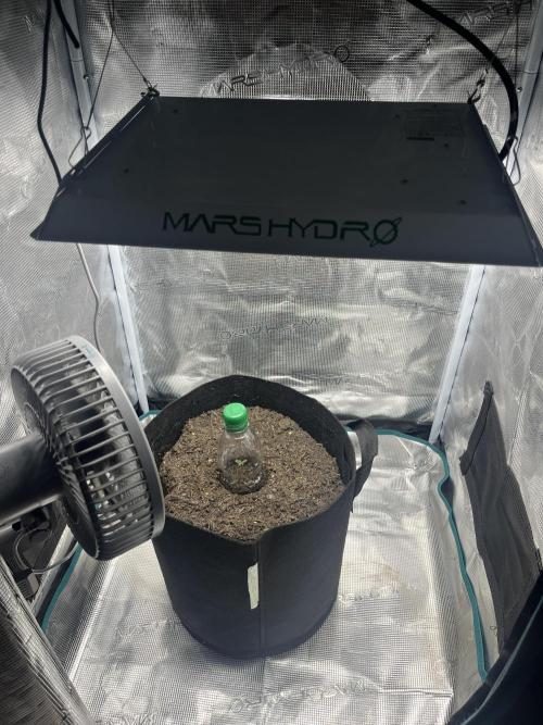 Emily R. - Auto Red Tropicana Cookies. Week 1