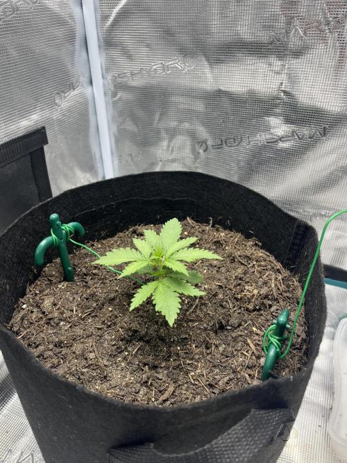 Emily R. - Auto Red Tropicana Cookies. Week 3 - Starting to prepare for LST