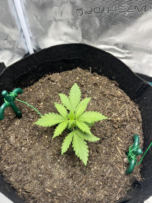Emily R. - Auto Red Tropicana Cookies. Week 3
