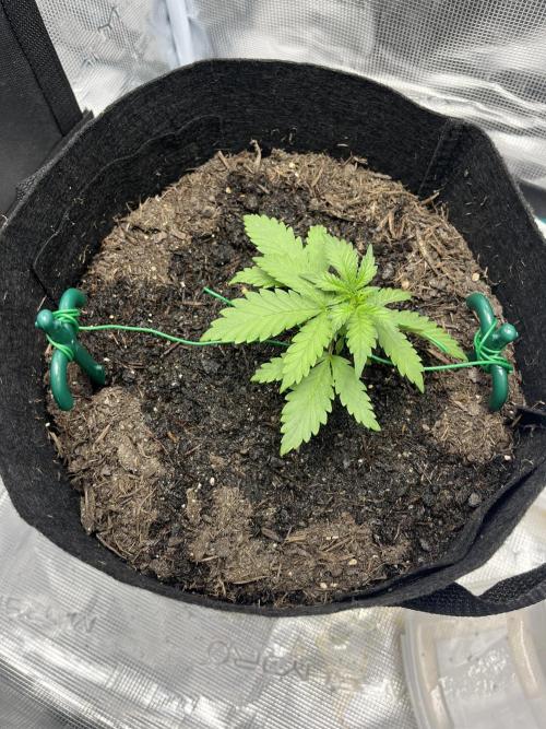 Emily R. - Auto Red Tropicana Cookies. Week 3
