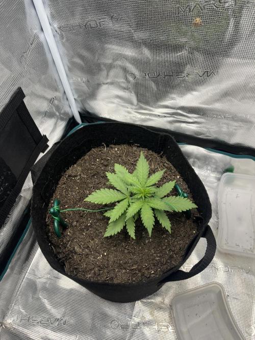 Emily R. - Auto Red Tropicana Cookies. Week 3
