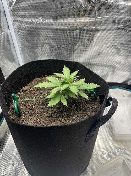 Emily R. - Auto Red Tropicana Cookies. Week 3