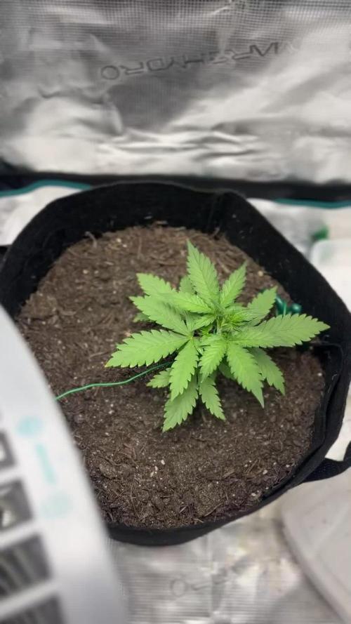Emily R. - Auto Red Tropicana Cookies