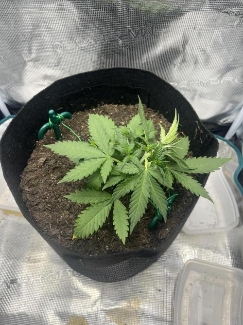 Emily R. - Auto Red Tropicana Cookies. Week 4