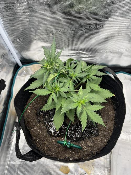 Emily R. - Auto Red Tropicana Cookies. Week 4