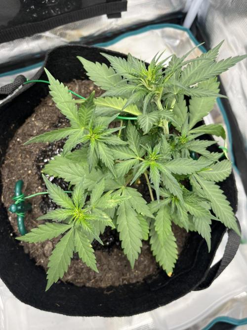 Emily R. - Auto Red Tropicana Cookies. Week 4