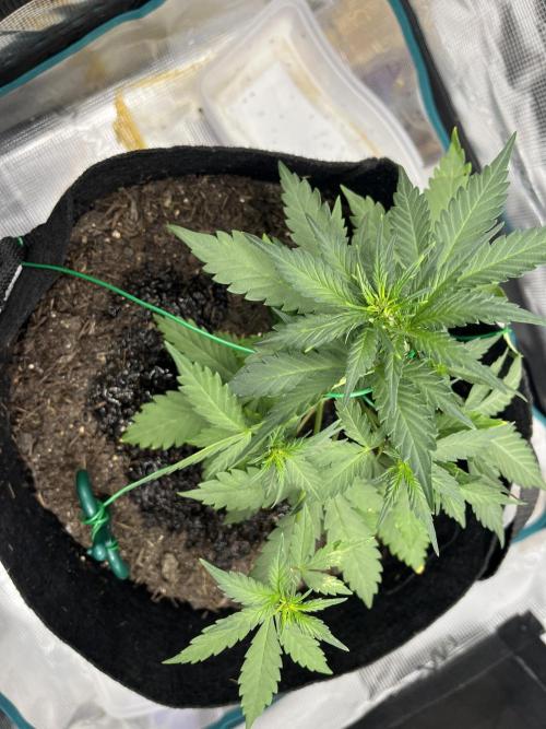 Emily R. - Auto Red Tropicana Cookies. Week 4