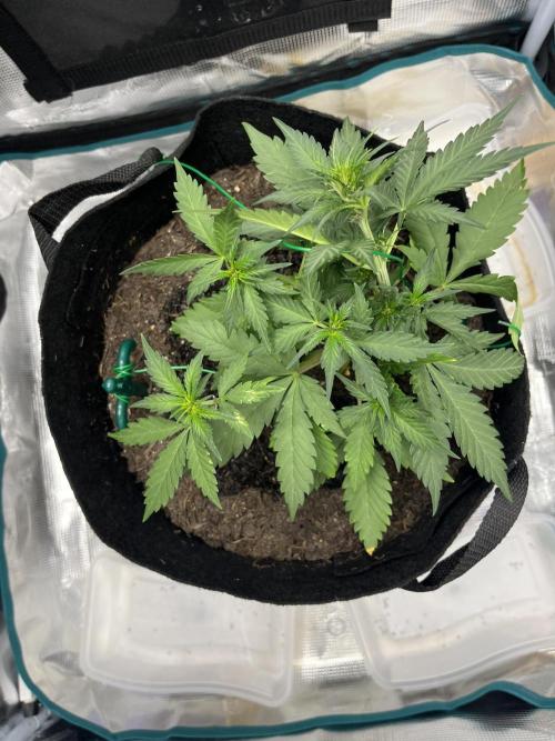 Emily R. - Auto Red Tropicana Cookies. Week 4