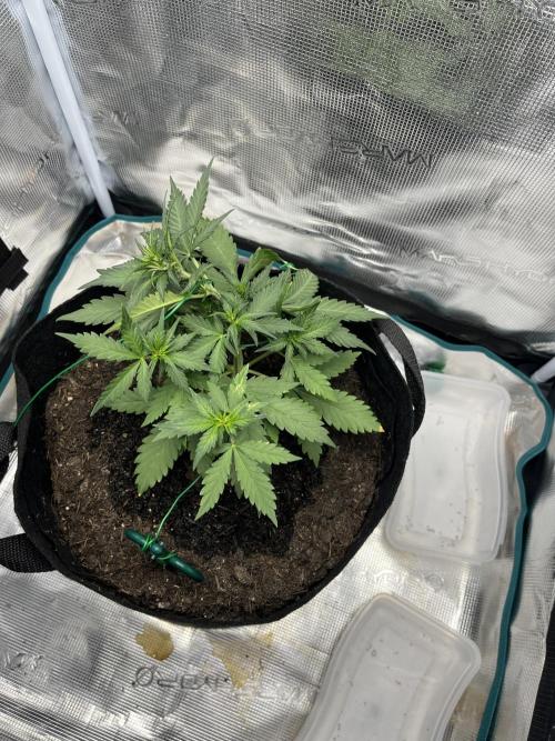 Auto Red Tropicana Cookies. Week 4