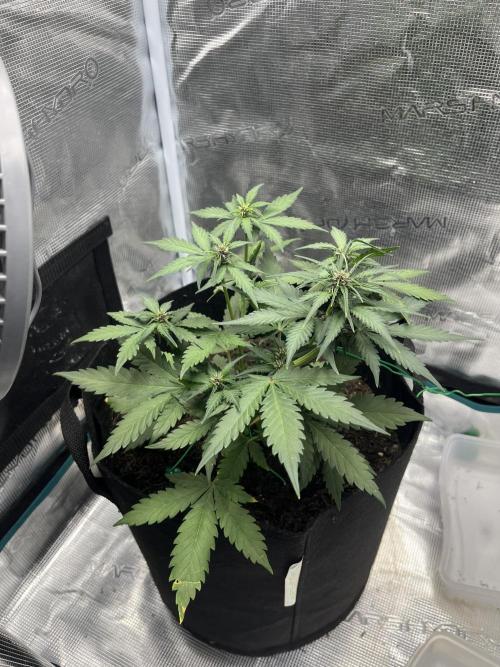 Emily R. - Auto Red Tropicana Cookies. Week 5