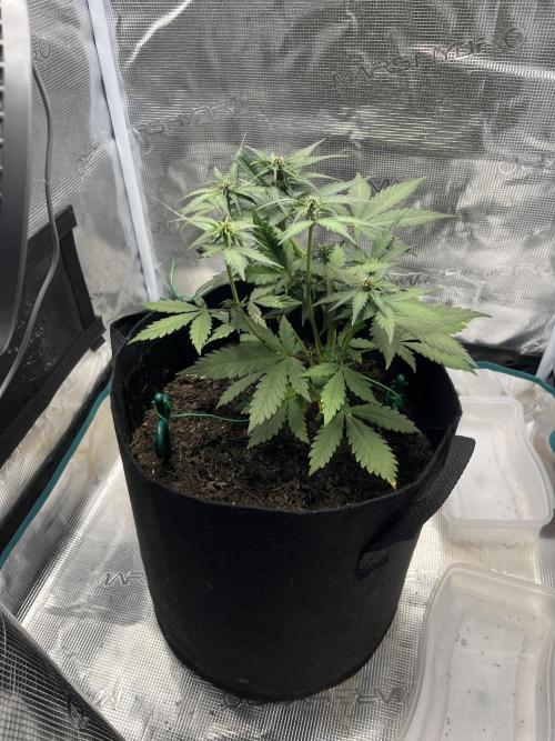 Emily R. - Auto Red Tropicana Cookies. Week 5